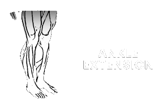 ankle flexion extension