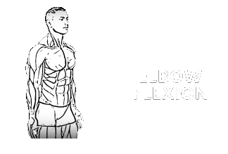 elbow flexion extension