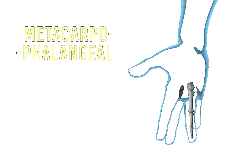 fingers anatomical motions