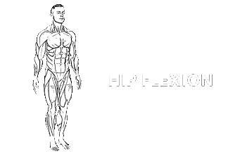hip flexion extension