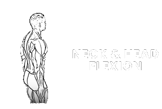 neck flexion extension