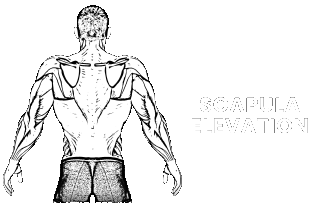 scapula elevation depression