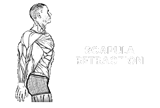 scapula protraction retraction