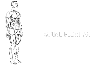 spine flexion extension