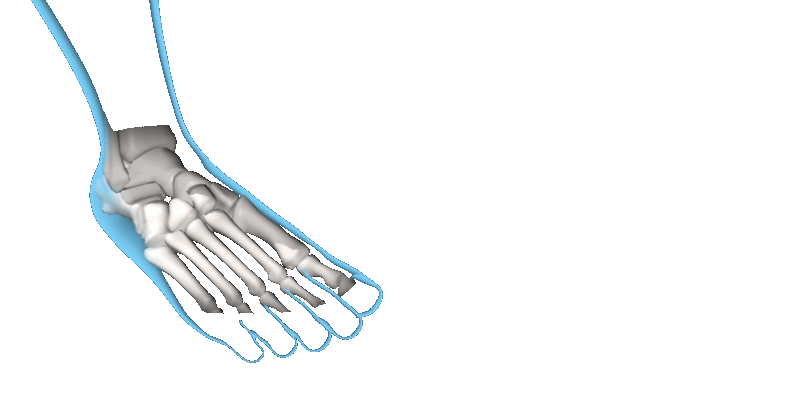 toes anatomical motions