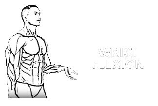 wrist flexion extension