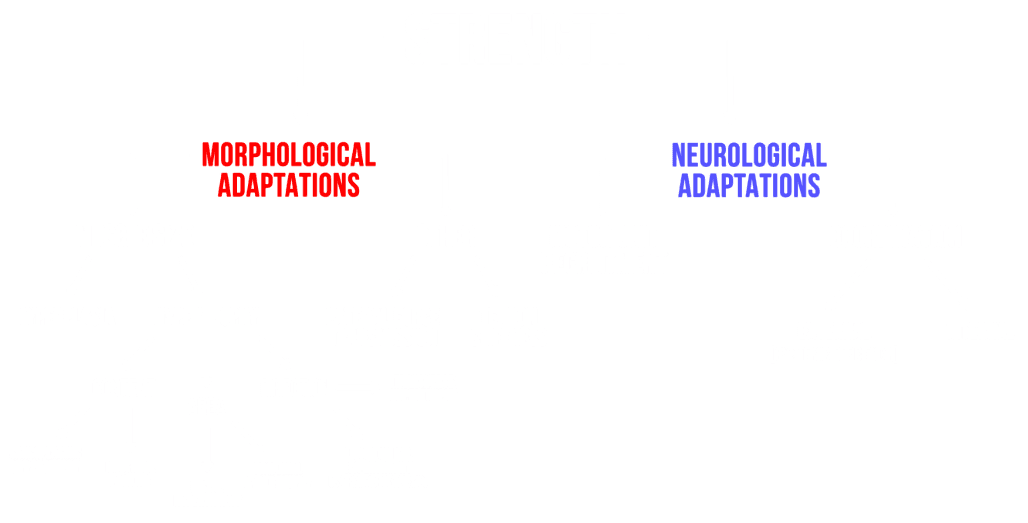mechanisms of getting stronger
