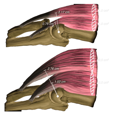 muscle internal moment arm