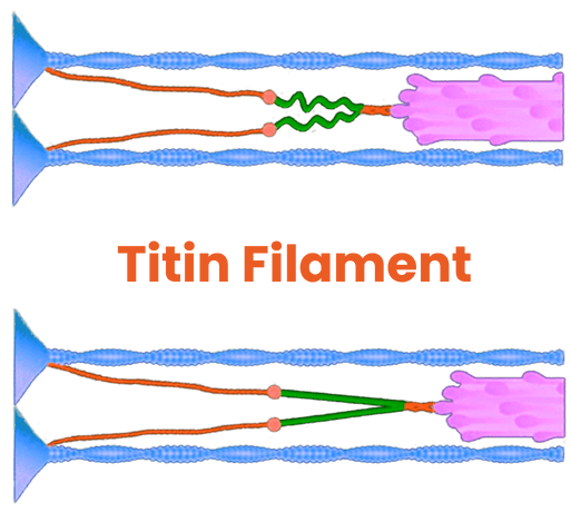 titin filament