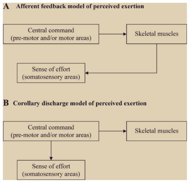 afferet feedback vs collary discharge