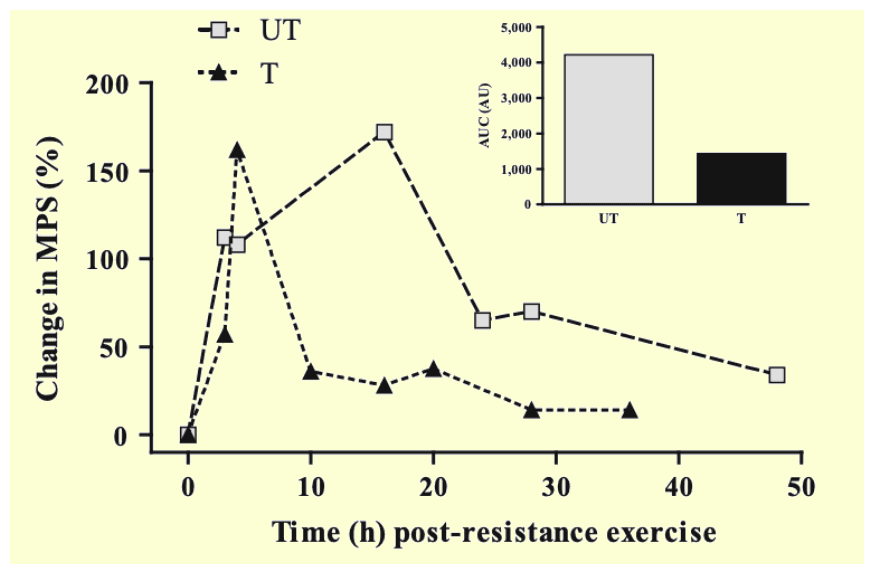 muscle protein synthesis